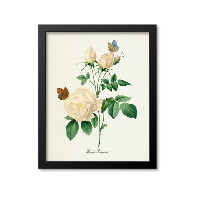 Bengale The hymenee Flower Art Print