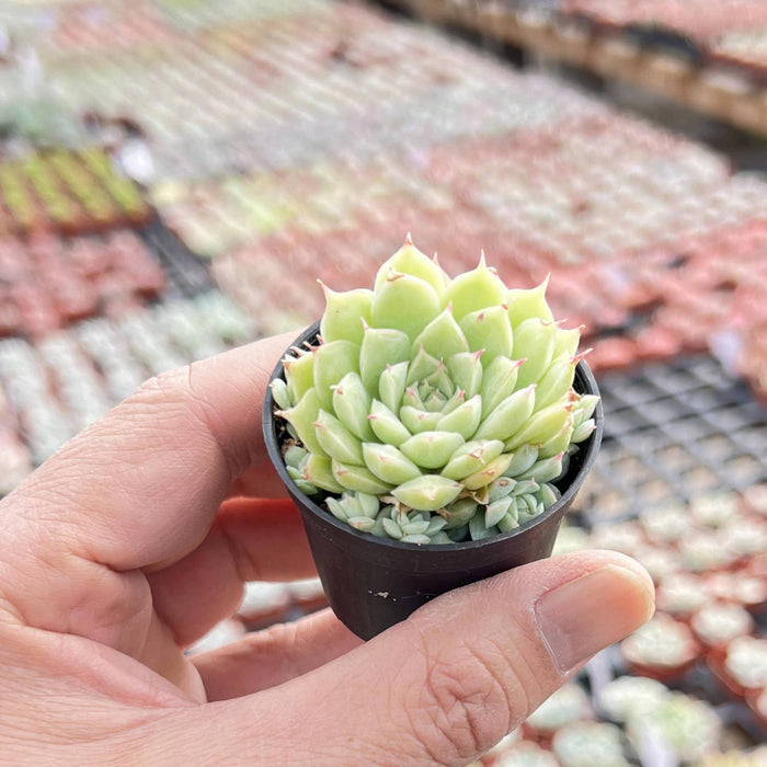 Echeveria 'Peach Queen' Raindrop