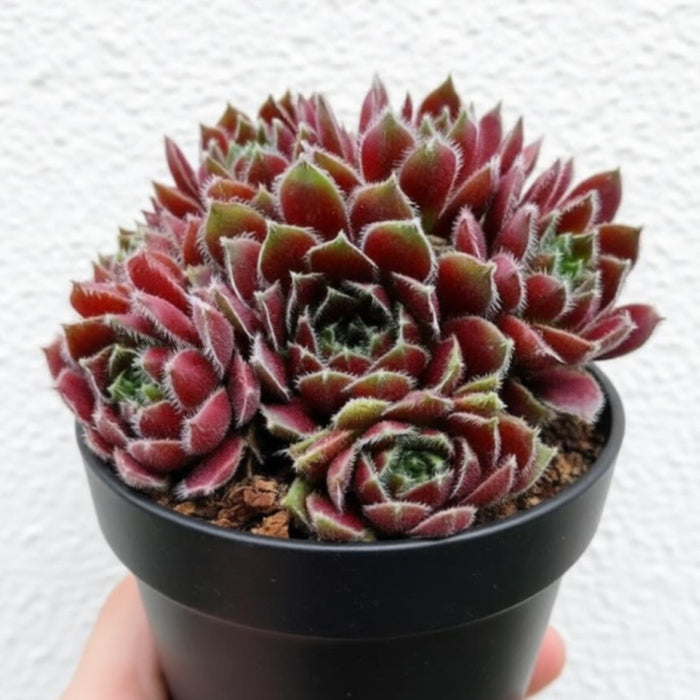 Sempervivum 'Stansfieldii'