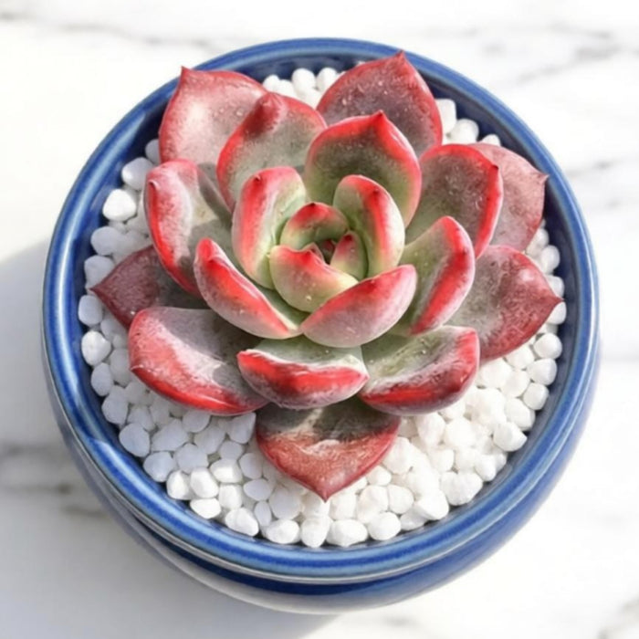 x Graptoveria Grim Pink