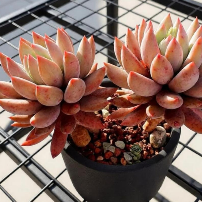 x Pachyveria 'Angel's Finger'