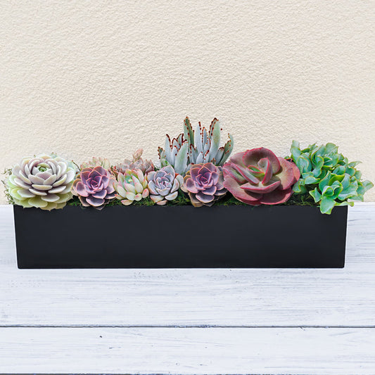 16" Succulent Centerpiece Table Decor, Black