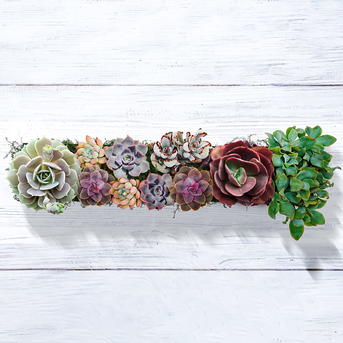 16" Succulent Centerpiece Table Decor, Black