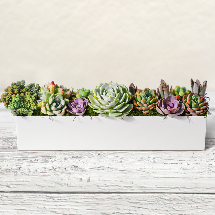 16" Succulent Centerpiece Table Decor, White