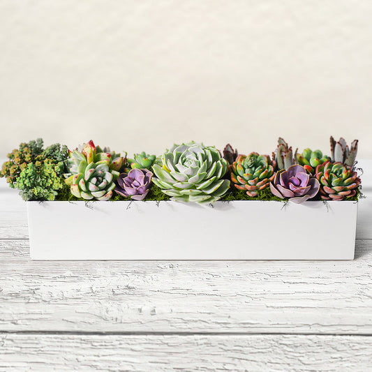 16" Succulent Centerpiece Table Decor, White