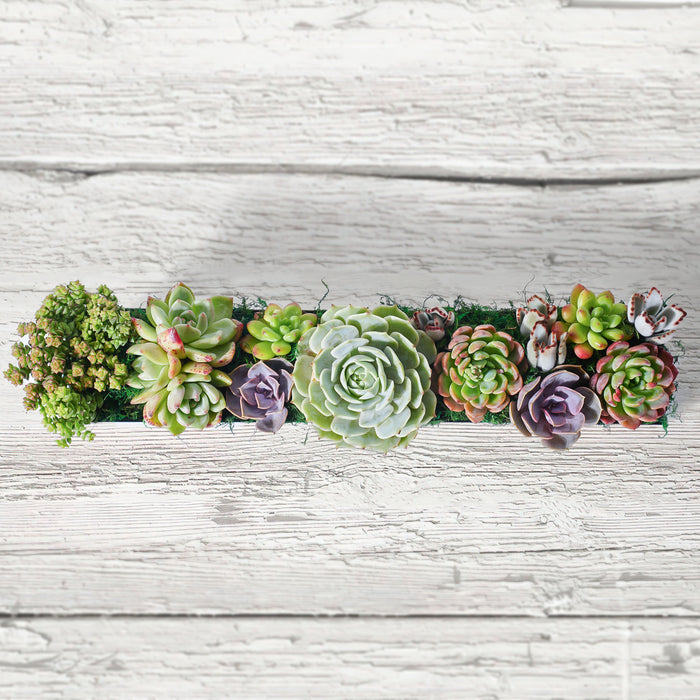 16" Succulent Centerpiece Table Decor, White