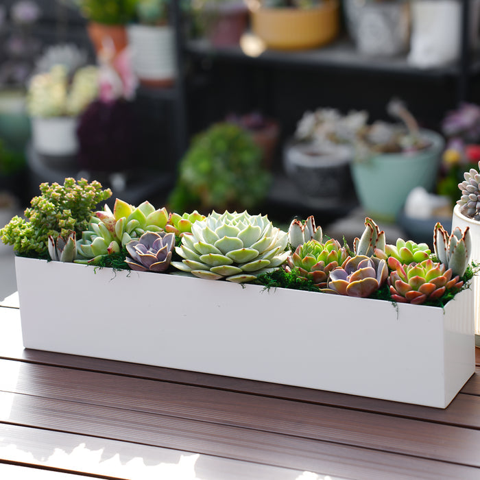 16" Succulent Centerpiece Table Decor, White