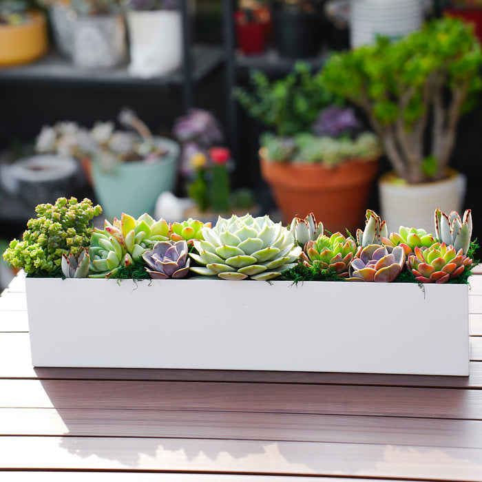 16" Succulent Centerpiece Table Decor, White