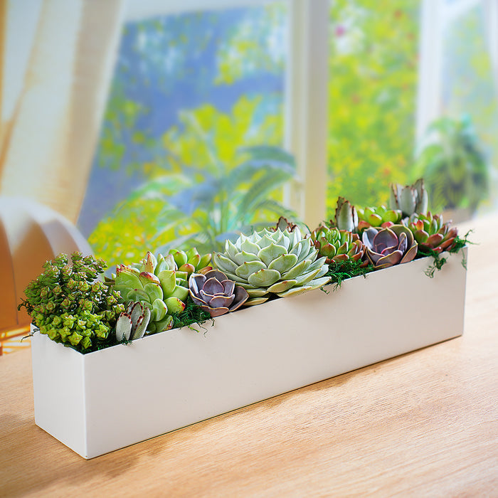 16" Succulent Centerpiece Table Decor, White