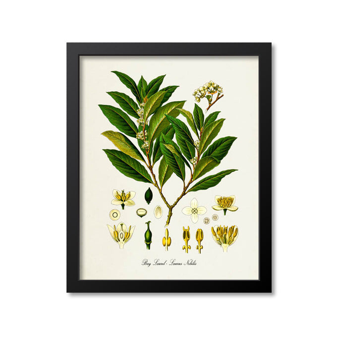Bay Laurel Botanical Print