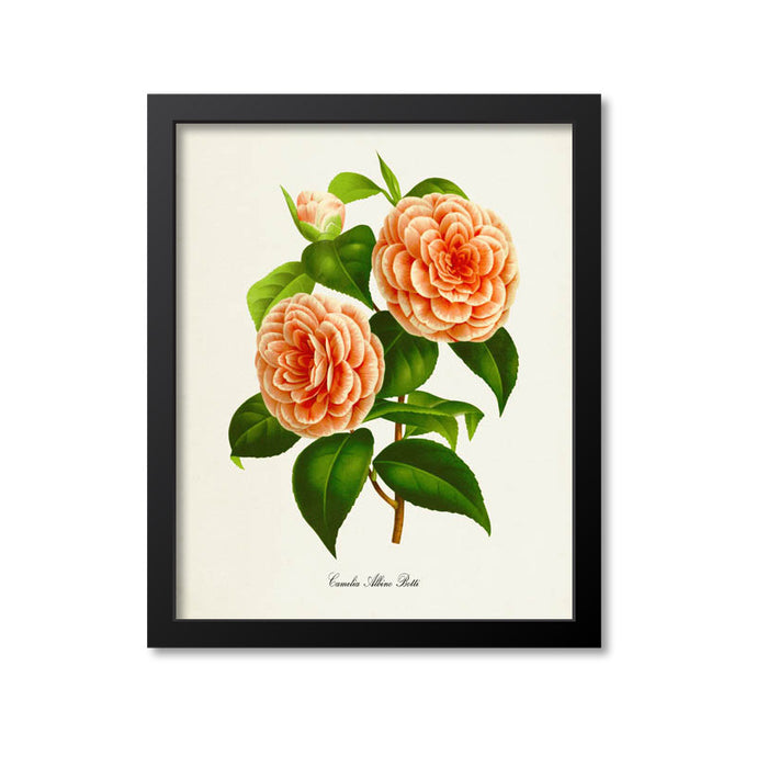Camelia Albino Botti Flower Art Print