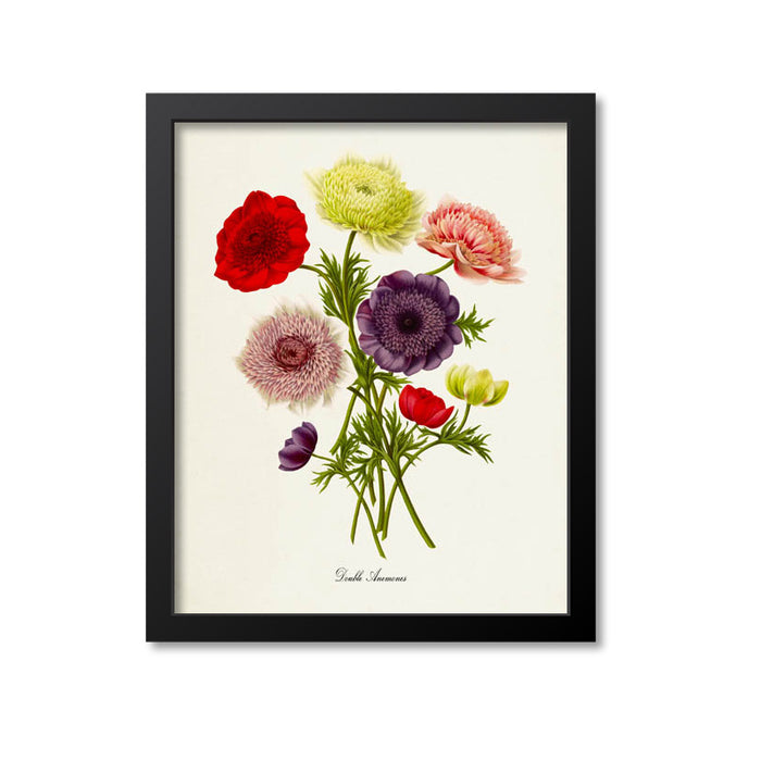 Double Anemones Flower Art Print