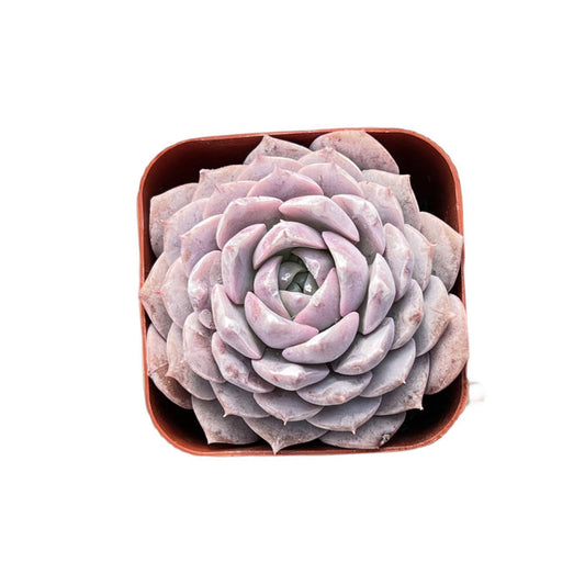 Echeveria 'Amazing Grace'
