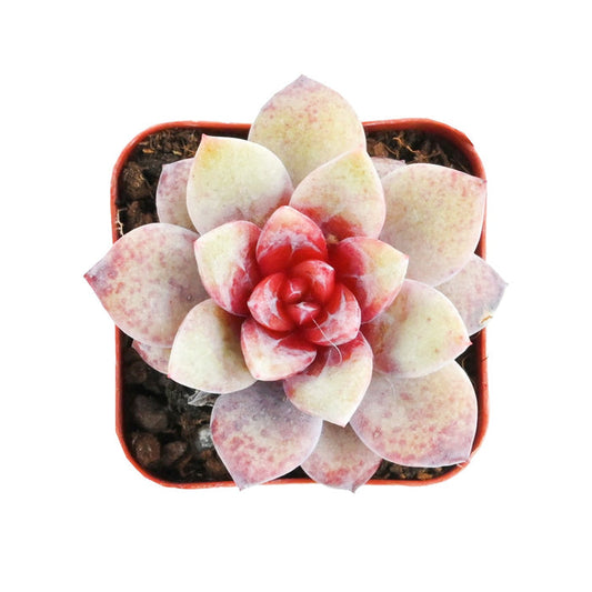 Echeveria 'German Champagne'