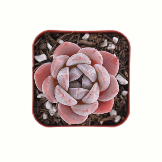 Echeveria Ice Snow Angel