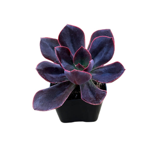 Echeveria Linda Jean / Echeveria 'Rob Roy'