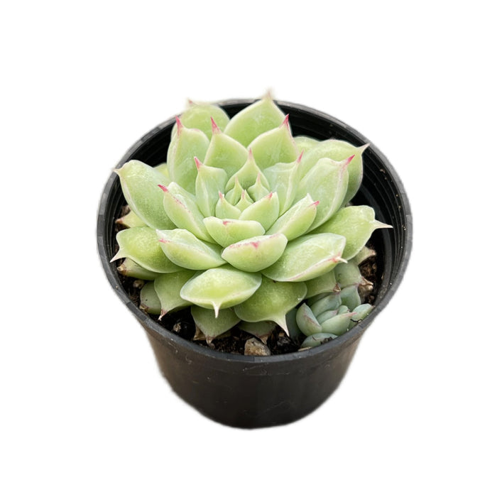Echeveria 'Peach Queen' Raindrop