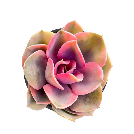 Echeveria 'Rainbow' (Rare)