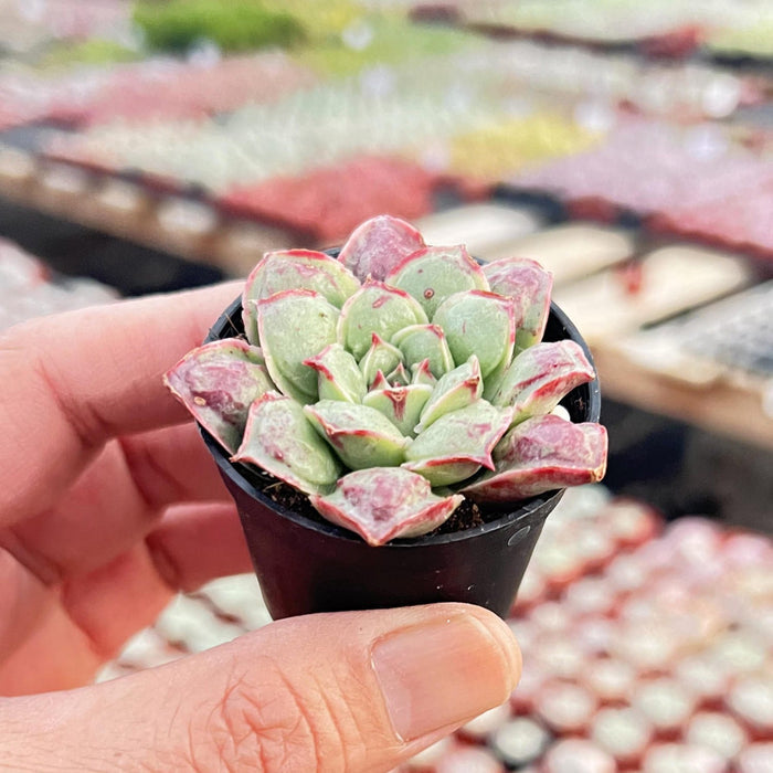 Echeveria Rosima Raindrop/ Echeveria Longissima var. Bumps (Rare)