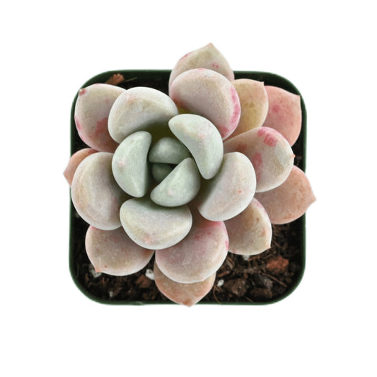 Echeveria Spotted Deer (Rare)