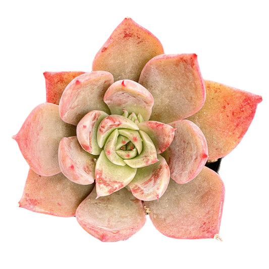 Echeveria The Next Gardener Meiya (Rare)