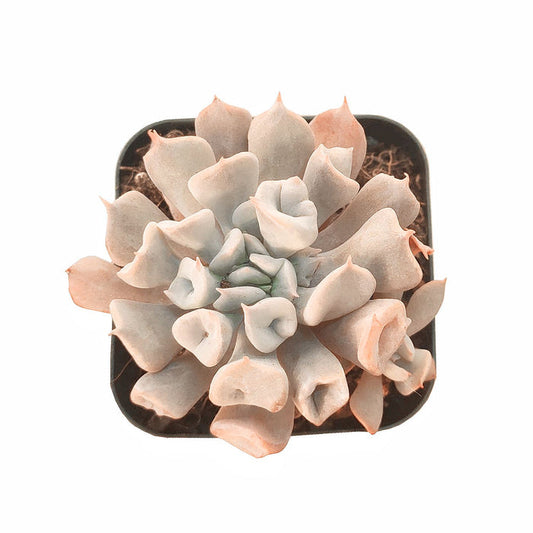 echeveria-trumpet-pinky-for-sale