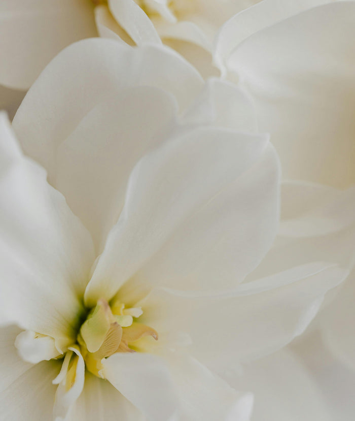 Fleur de Blonde Perfume Oil