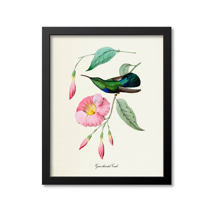 Green-throated Carib Hummingbird Print
