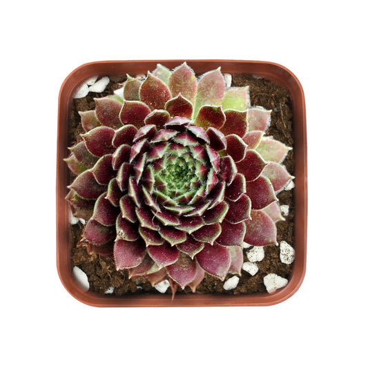 Sempervivum 'Stansfieldii'