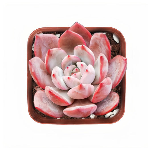 x Graptoveria Grim Pink