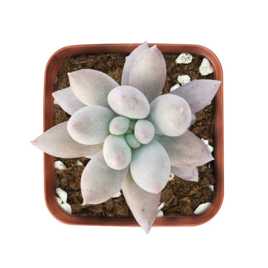x Pachyveria 'Angel's Finger'