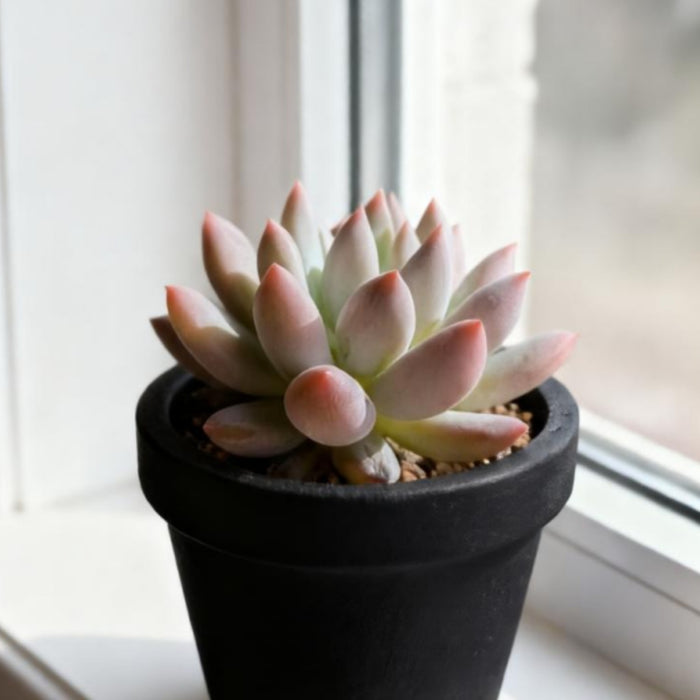 x Pachyveria 'Angel's Finger'
