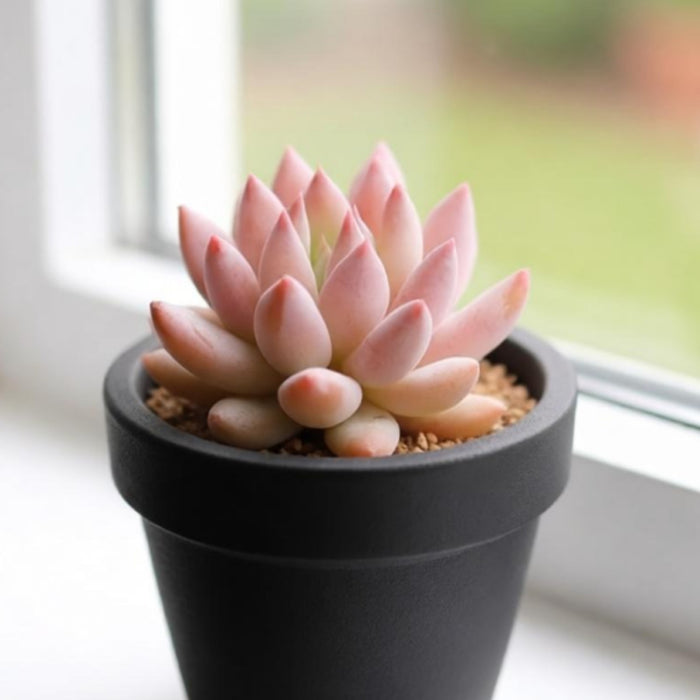x Pachyveria 'Angel's Finger'