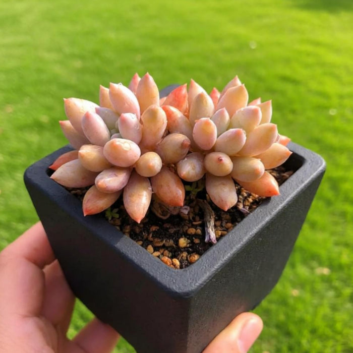 x Pachyveria 'Angel's Finger'